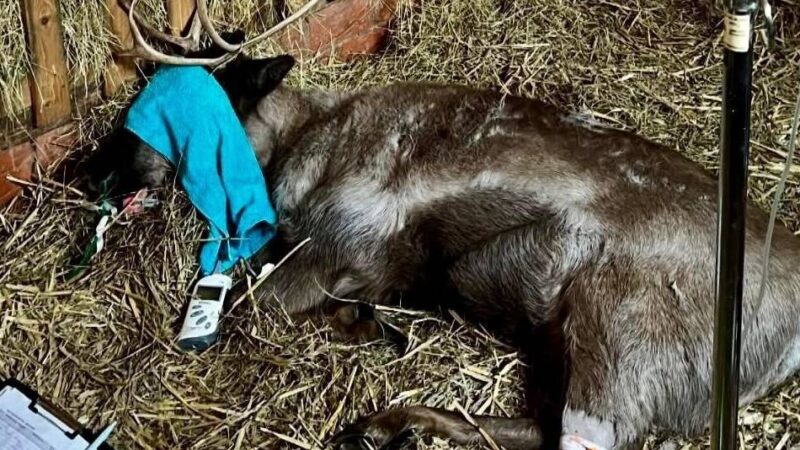 Im Klever Tiergarten: Erkranktes Rentier Ciri ist auf dem Weg der Besserung