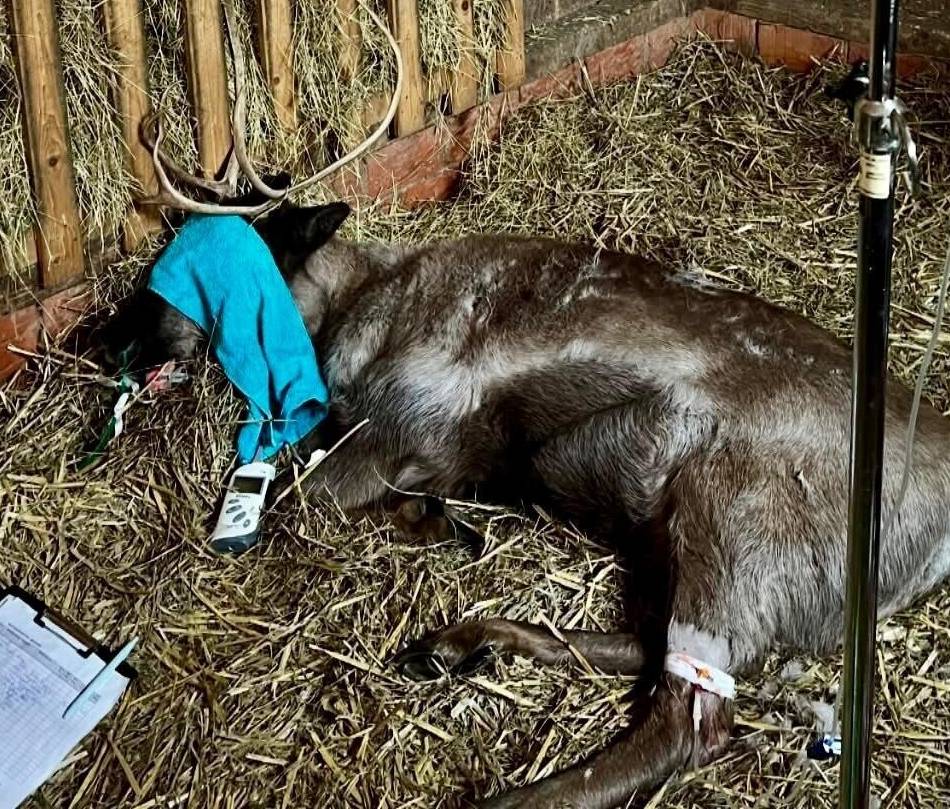 Im Klever Tiergarten: Erkranktes Rentier Ciri ist auf dem Weg der Besserung