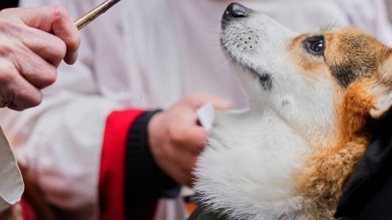 Wort zum Sonntag: Wenn Tiere Segen bekommen