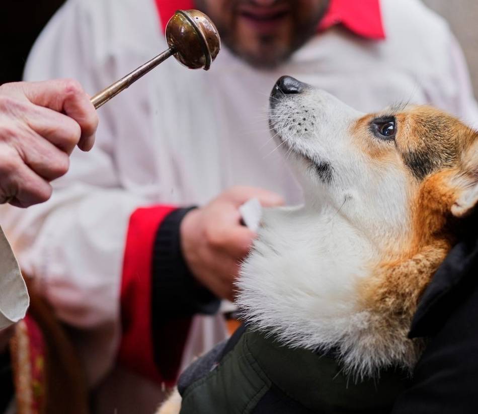 Wort zum Sonntag: Wenn Tiere Segen bekommen