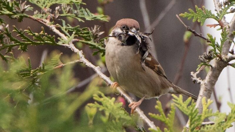 Alarm um kleine Sänger im Kreis Viersen: Feldspatz droht das Aussterben