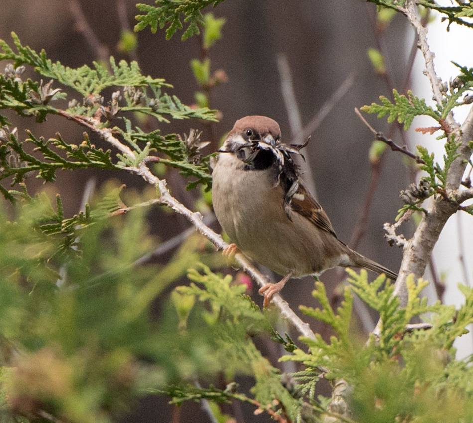 Alarm um kleine Sänger im Kreis Viersen: Feldspatz droht das Aussterben