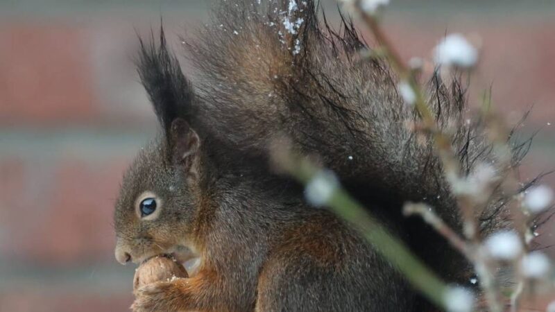 Fotos von Lesern: So schön ist der Kreis Viersen im Winter