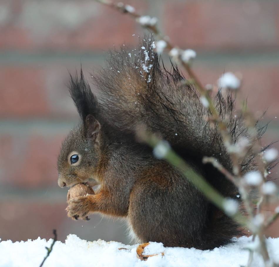 Fotos von Lesern: So schön ist der Kreis Viersen im Winter