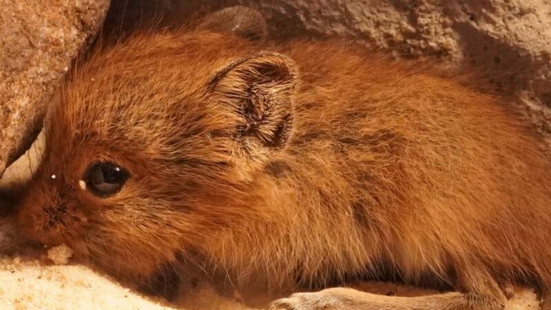 Kleve ist Rüsselspringer-Hauptstadt: Zuchterfolg im Tiergarten: Dieser Rüsselspringer ist mit dem Elefanten verwandt