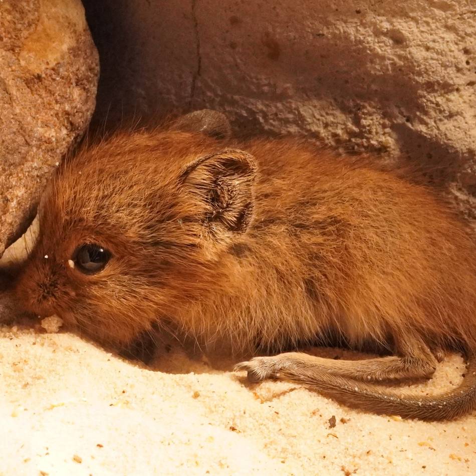 Kleve ist Rüsselspringer-Hauptstadt: Zuchterfolg im Tiergarten: Dieser Rüsselspringer ist mit dem Elefanten verwandt