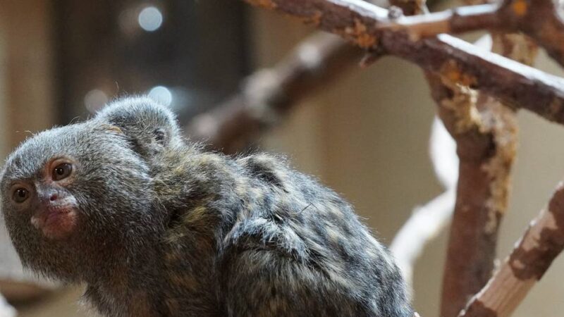 Bedrohte Tierart: Nachwuchs bei den Zwergseidenäffchen im Klever Tiergarten