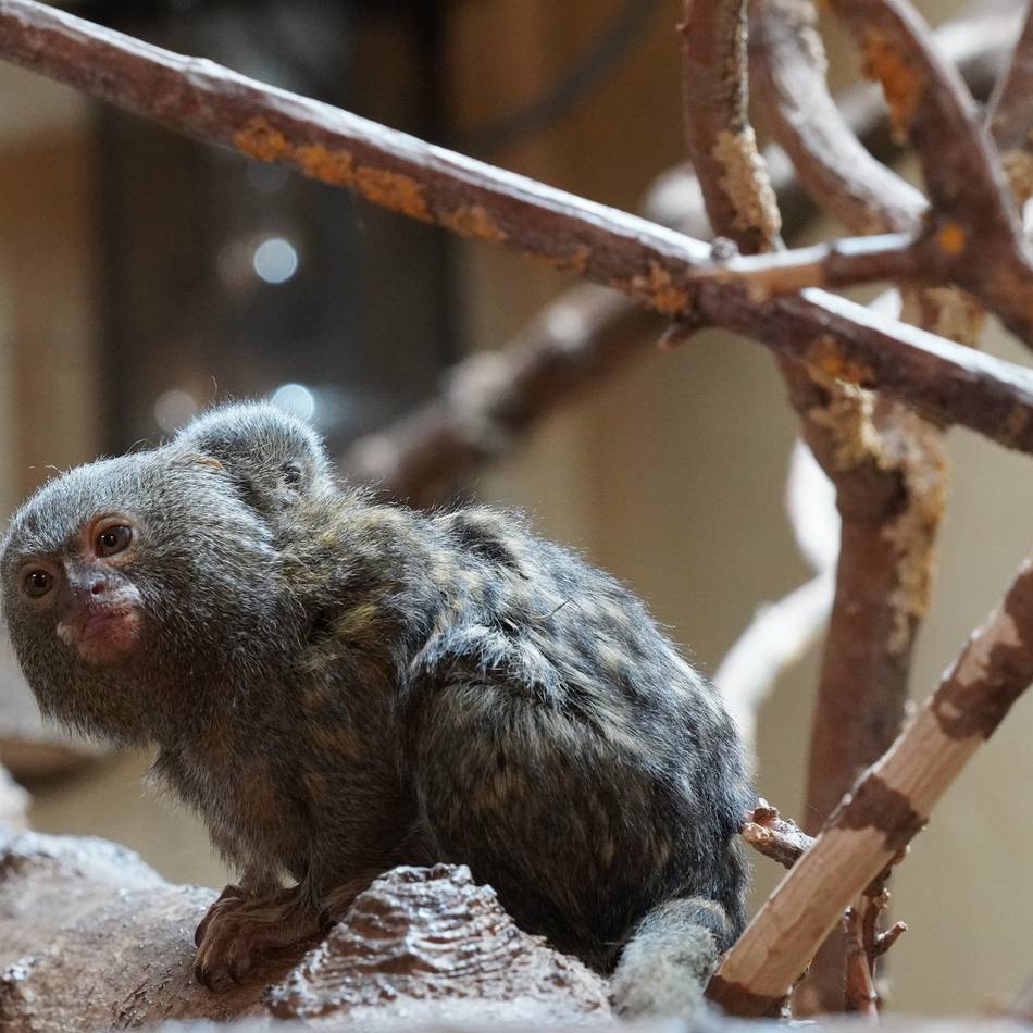 Bedrohte Tierart: Nachwuchs bei den Zwergseidenäffchen im Klever Tiergarten