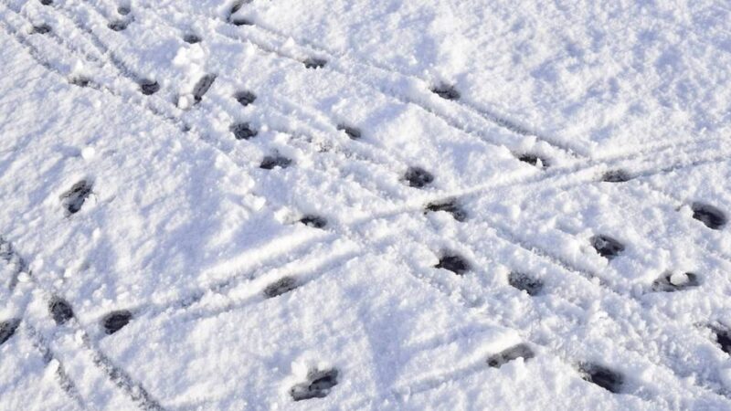 Verschneite Landschaft: Diese Tiere hinterlassen im Viersener Umland ihre Spuren