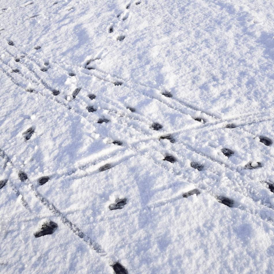 Verschneite Landschaft: Diese Tiere hinterlassen im Viersener Umland ihre Spuren