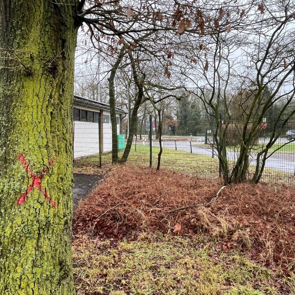 Spaßbad Hexenland in Sevelen: Baumfällungen für neuen Sozialtrakt am Freibad Sevelen