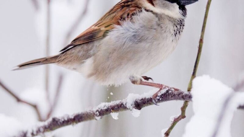 Stunde der Wintervögel: Haussperling nicht mehr auf Platz 1 im Kreis Viersen