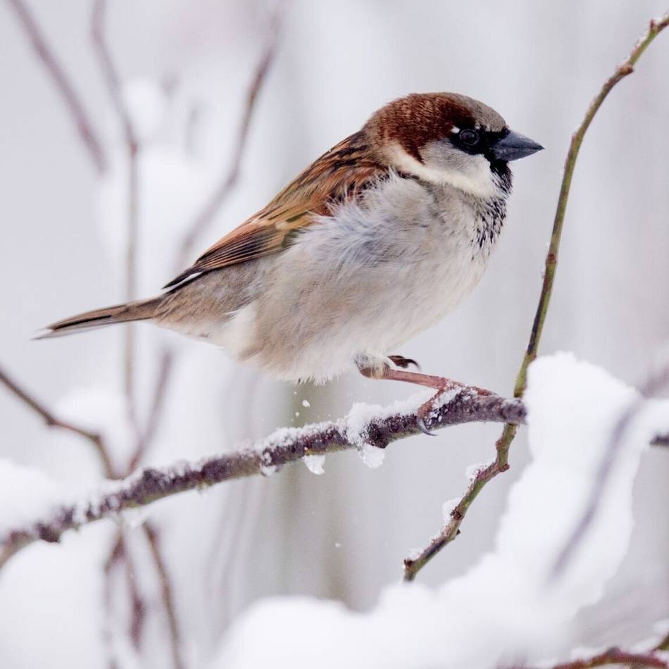 Stunde der Wintervögel: Haussperling nicht mehr auf Platz 1 im Kreis Viersen