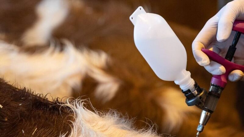 Blauzungenkrankheit: Kreis Viersen und Krefeld liegen in Schutzzone