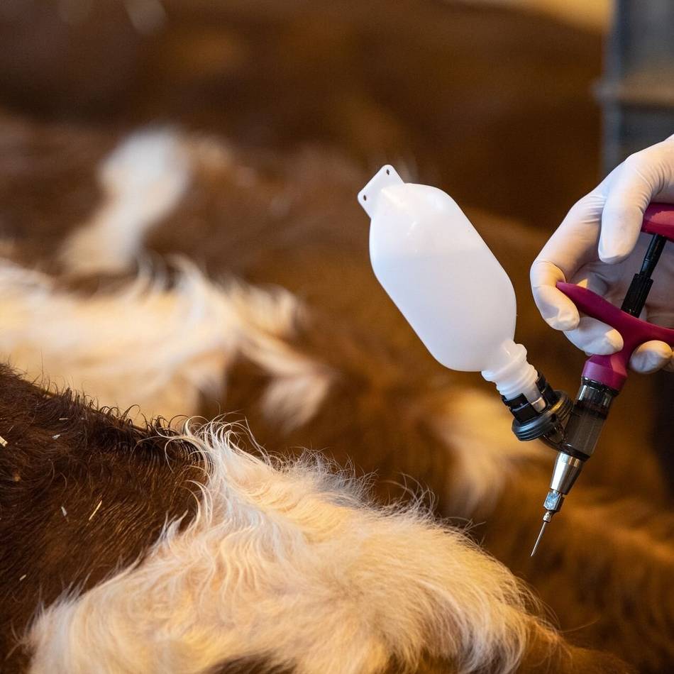 Blauzungenkrankheit: Kreis Viersen und Krefeld liegen in Schutzzone