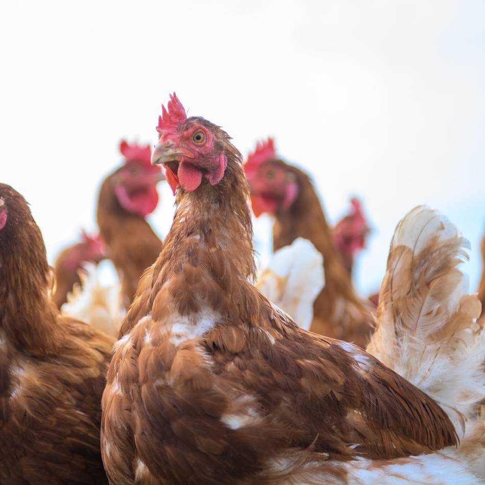 Vogelgrippe-Ausbruch in der Nähe: Rhein-Kreis ordnet Stallpflicht für Geflügel in Grevenbroich an