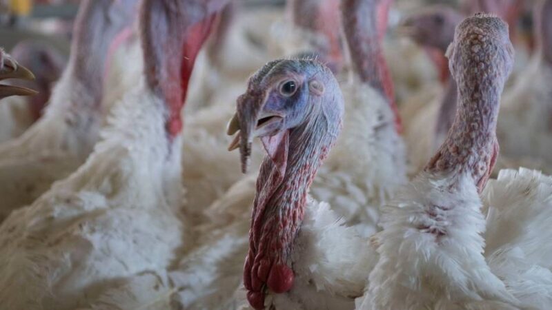 Neuer Geflügelpest-Ausbruch: 38.000 Tiere in Betrieb in Goch vorsorglich getötet