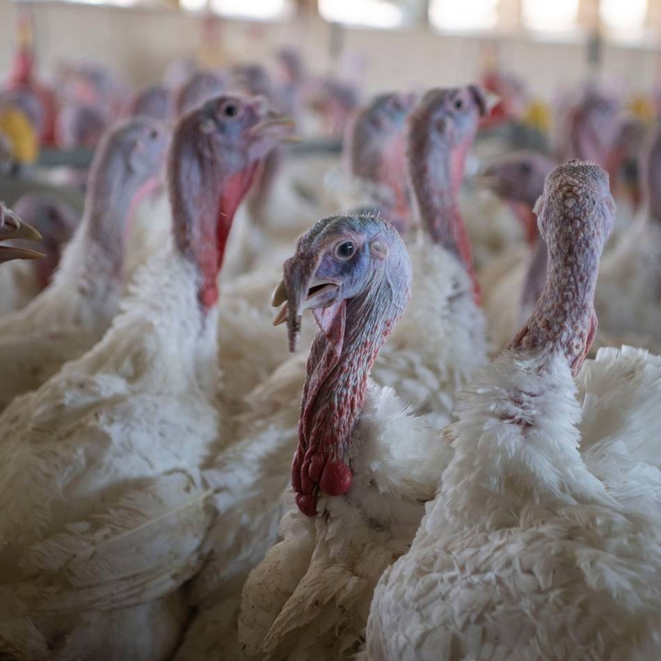 Neuer Geflügelpest-Ausbruch: 38.000 Tiere in Betrieb in Goch vorsorglich getötet