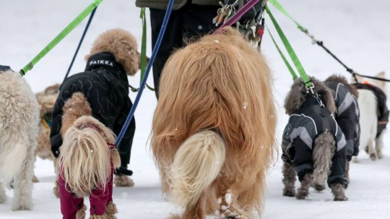 Neue Regelungen 2026: Freilauf, Steuern, Rathausbesuche – so hundefreundlich ist Moers