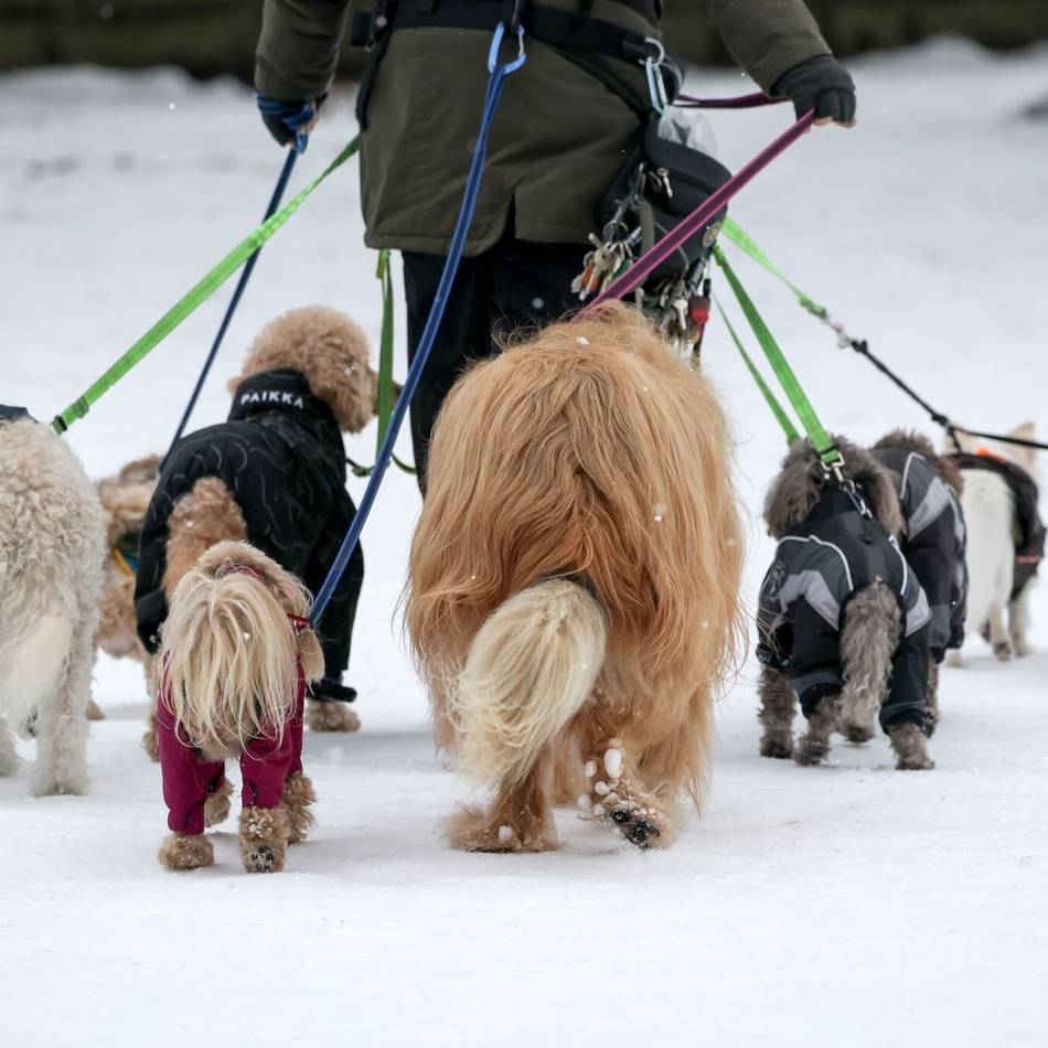 Neue Regelungen 2026: Freilauf, Steuern, Rathausbesuche – so hundefreundlich ist Moers