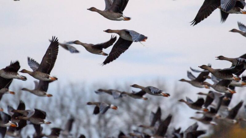 Vogelgrippe in Krefeld: Stadt hebt Schutzzone nach Vogelgrippe-Ausbruch auf