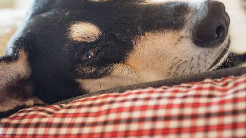 Politik in Grevenbroich: Ratsbündnis will Steuer für den ersten Hund senken