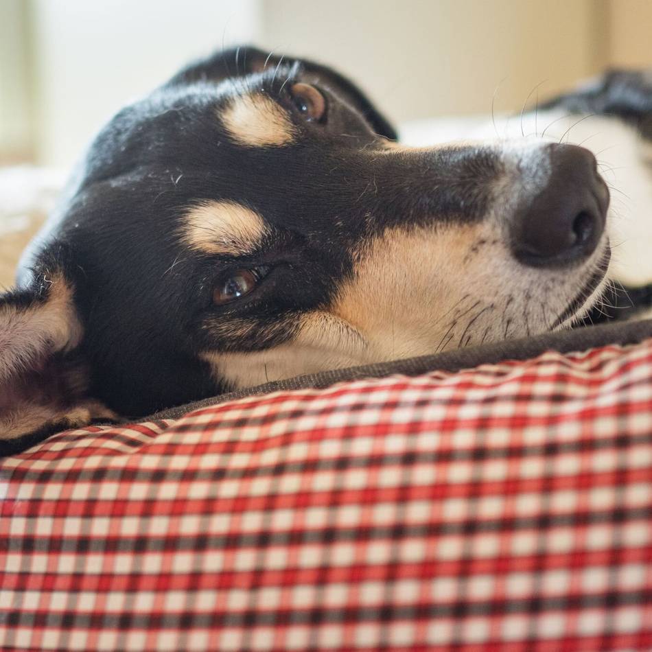 Politik in Grevenbroich: Ratsbündnis will Steuer für den ersten Hund senken
