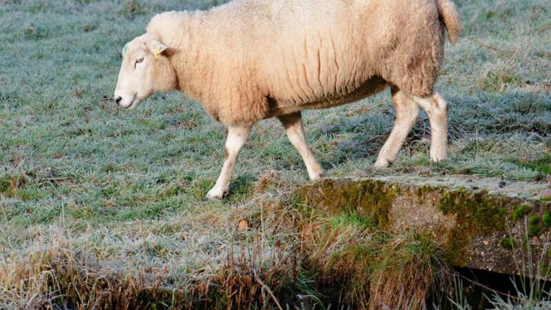 Tierquälerei in Niedermörmter: Erschossenes Schaf auf Weide in Kalkar entdeckt – die Kripo ermittelt