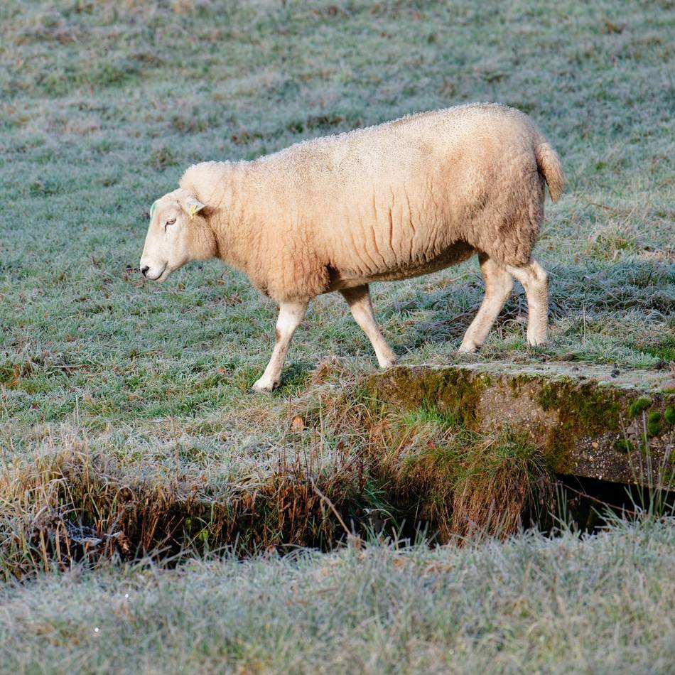 Tierquälerei in Niedermörmter: Erschossenes Schaf auf Weide in Kalkar entdeckt – die Kripo ermittelt