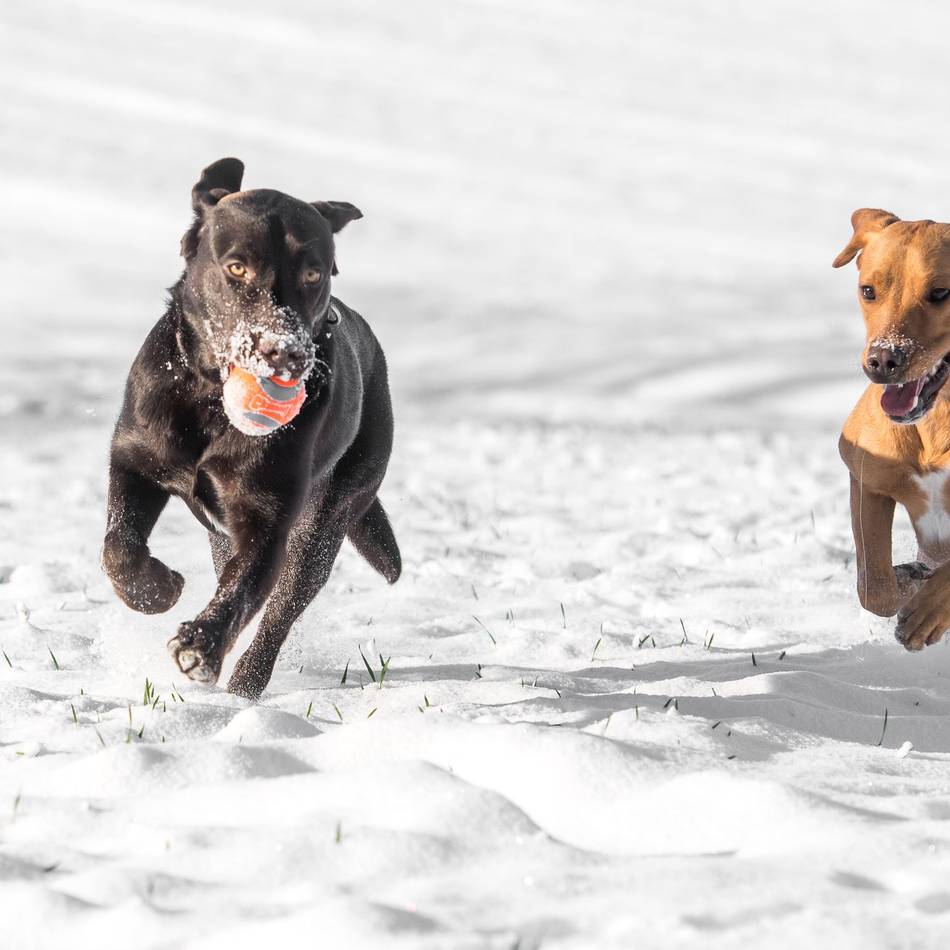 Verein in Kamp-Lintfort: So schützt man Haustiere vor einer Erkältung
