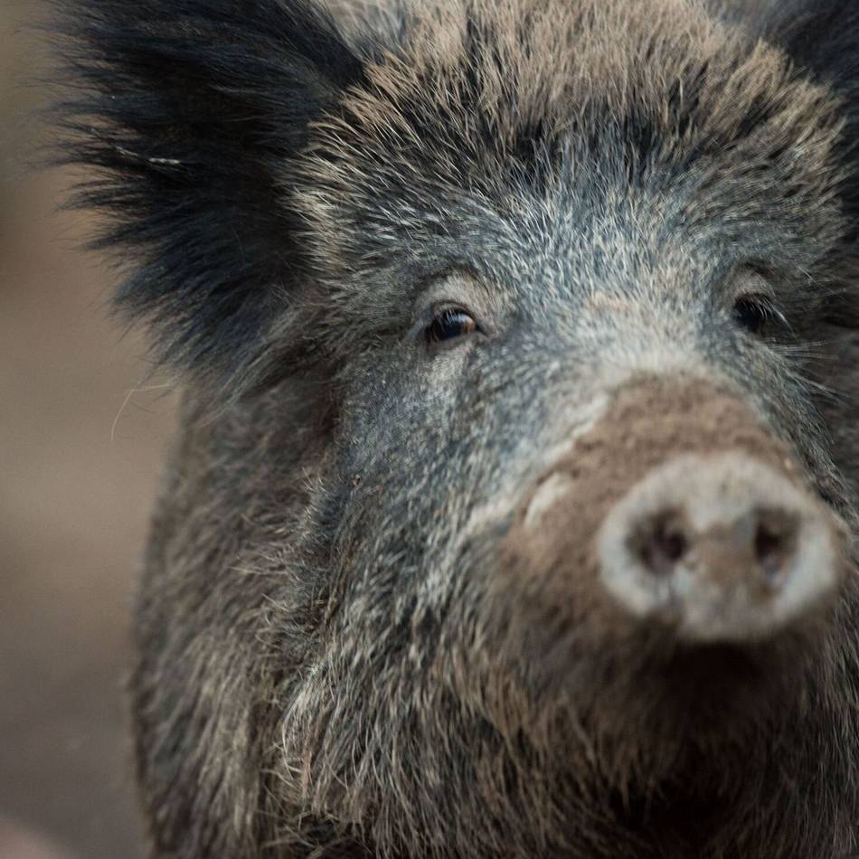 Unfall in Remscheid: Rotte stößt mit Autos zusammen – fünf Wildschweine auf A1 überfahren