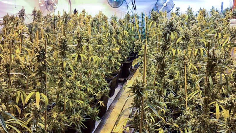 Prozess um Drogenplantage in Dormagen: Sechs der sieben Angeklagten schweigen vor Gericht