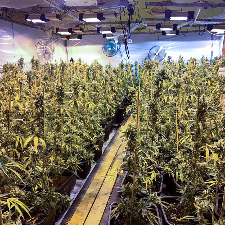 Prozess um Drogenplantage in Dormagen: Sechs der sieben Angeklagten schweigen vor Gericht