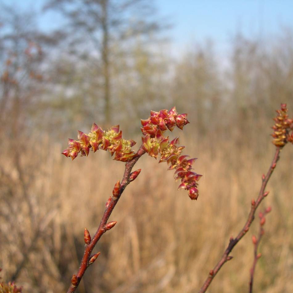 Naturschutz südlich von Straelen: Ehrenamtliche Helfer pflegen das Hangmoor Damerbruch