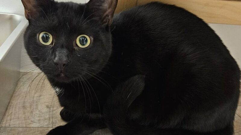 „Tier der Woche“ aus Wermelskirchen: Kater mit Köpfchen liebt Action und Zuwendung