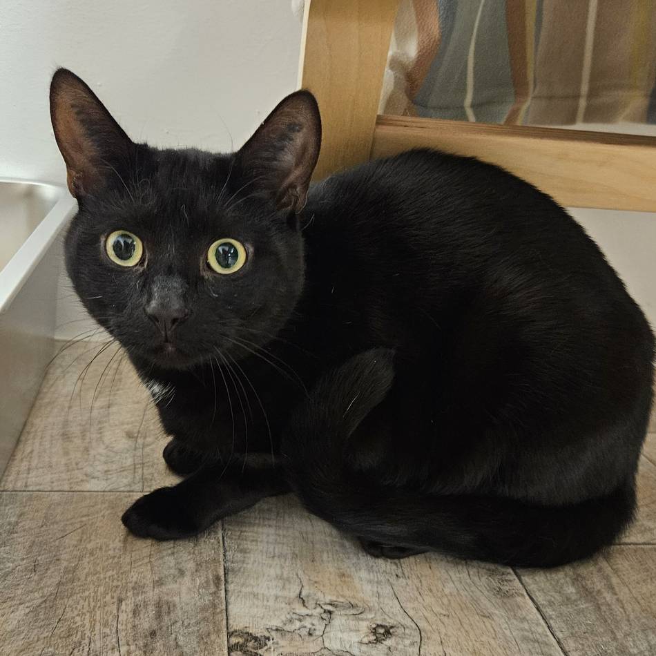 „Tier der Woche“ aus Wermelskirchen: Kater mit Köpfchen liebt Action und Zuwendung