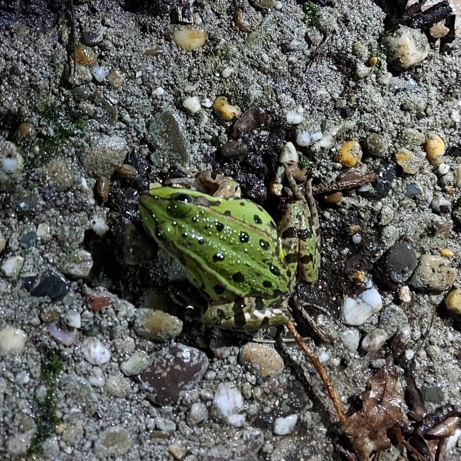 Broicherseite in Kaarst: Nabu sucht Helfer für Amphibienwanderung