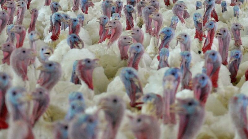 Erneuter Ausbruch der Geflügelpest in Rees: Geflügelpest: 13.000 Puten in Rees getötet