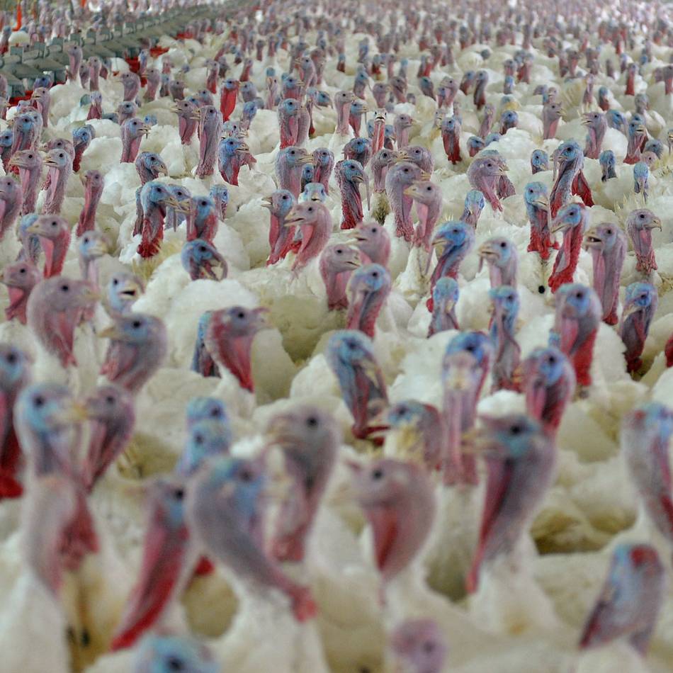 Erneuter Ausbruch der Geflügelpest in Rees: Geflügelpest: 13.000 Puten in Rees getötet