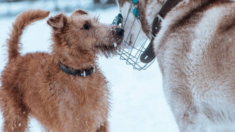 Hundezentrum in Goch: Im Schnee macht Hunden das Spielen doppelt Spaß