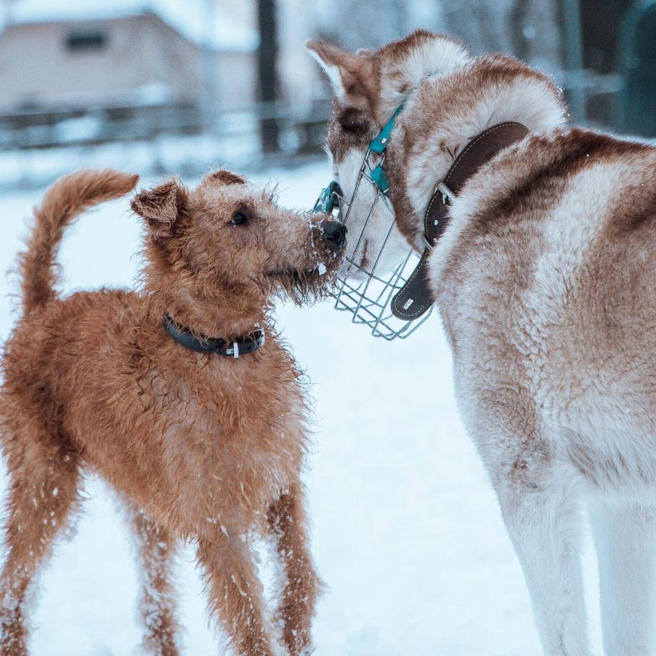 Hundezentrum in Goch: Im Schnee macht Hunden das Spielen doppelt Spaß