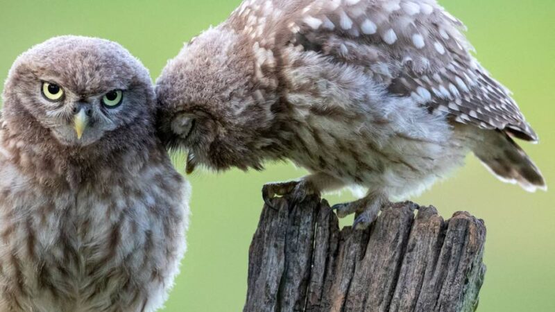 Aktion des Nabu Jüchen: Zuhause für Steinkauz gesucht