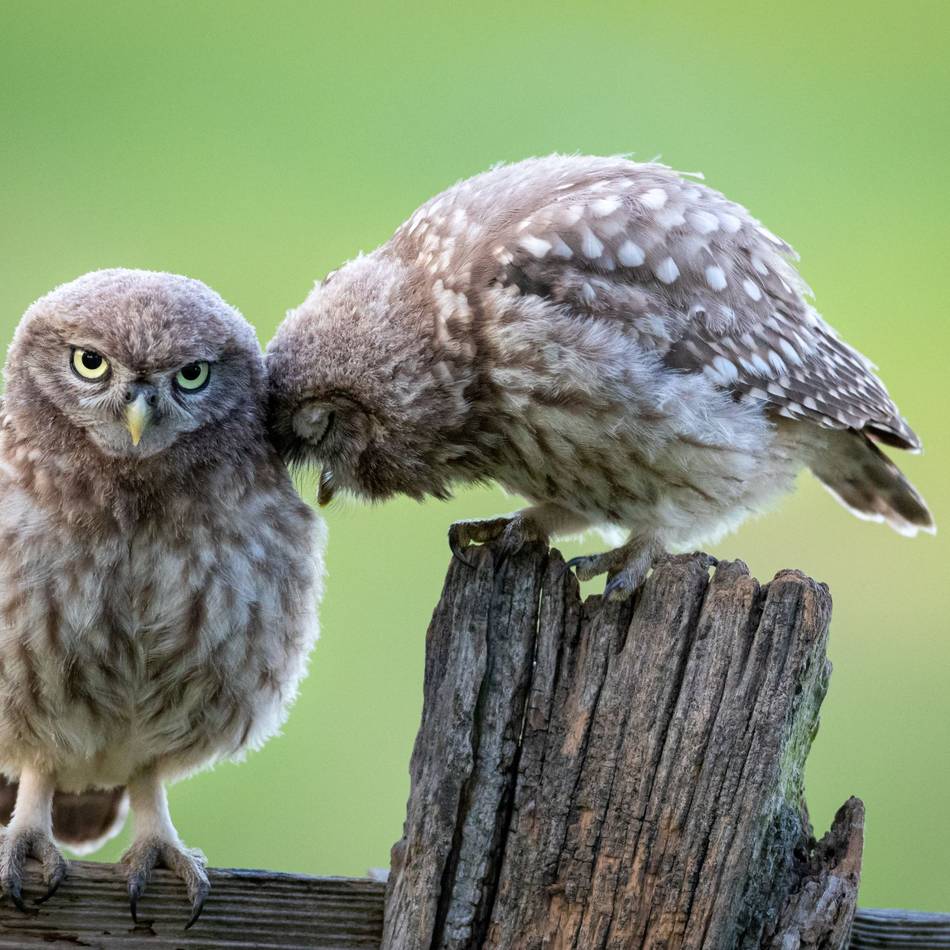 Aktion des Nabu Jüchen: Zuhause für Steinkauz gesucht
