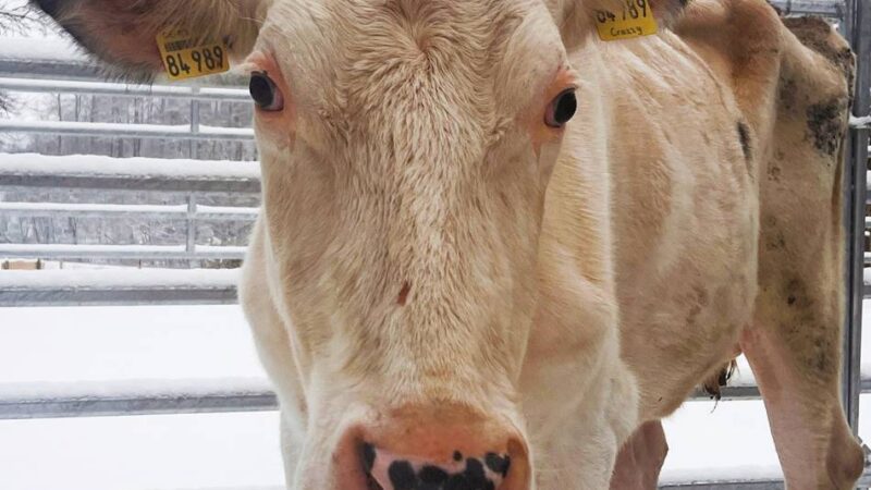 Hof in Schwalmtal: Landwirtschaftlicher Betrieb soll Kühe gequält haben