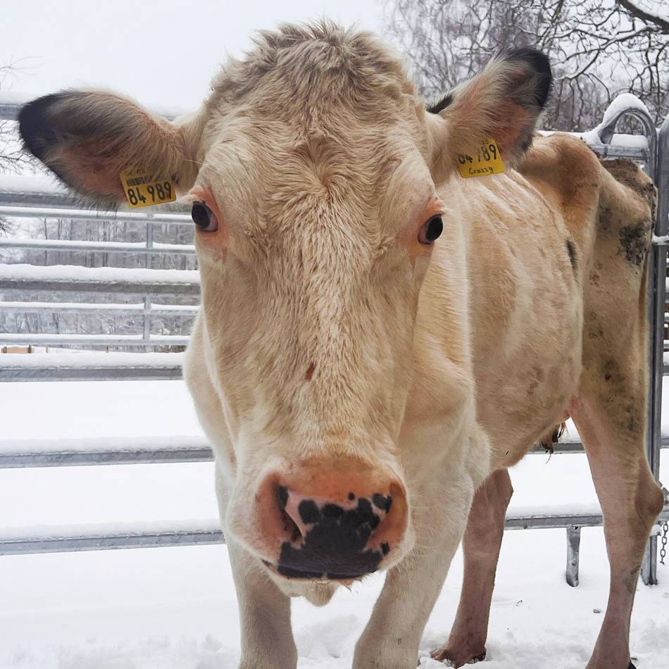 Hof in Schwalmtal: Landwirtschaftlicher Betrieb soll Kühe gequält haben