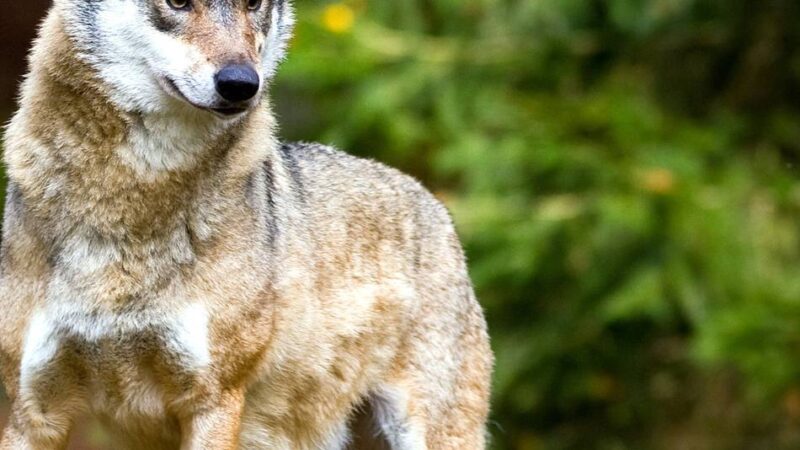 Debatte um neues Jagdgesetz: Wölfe werden „als Bestien verunglimpft“