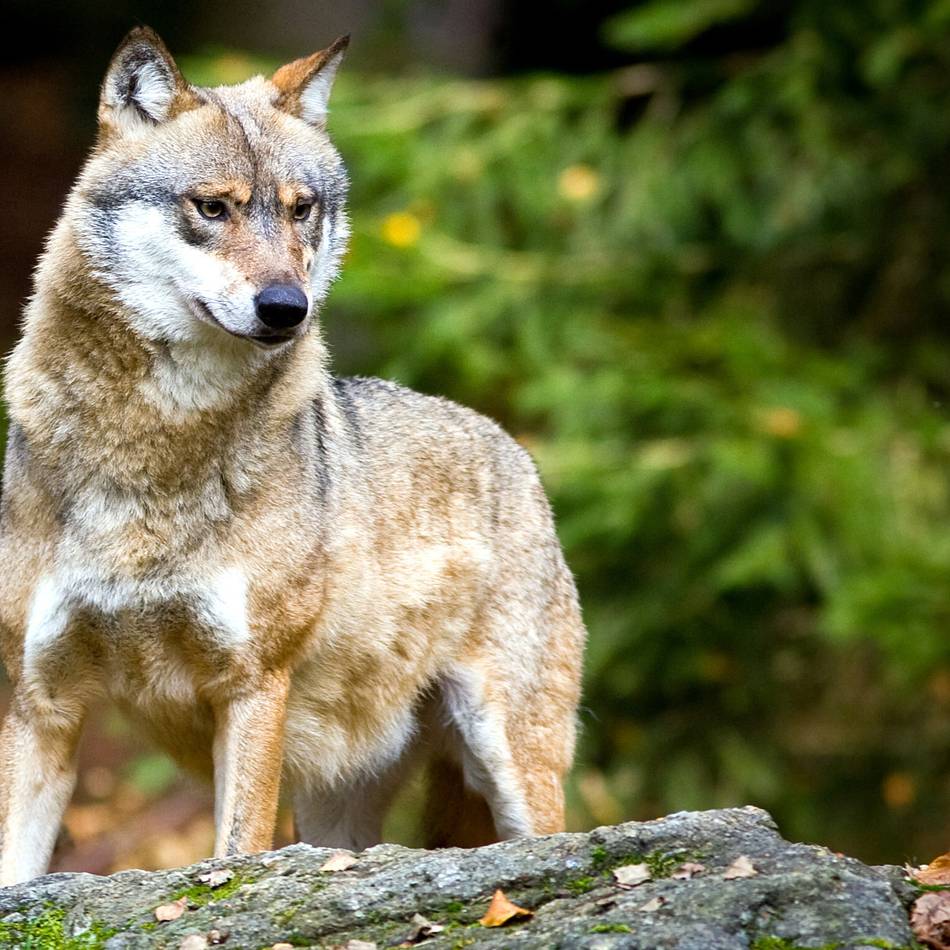 Debatte um neues Jagdgesetz: Wölfe werden „als Bestien verunglimpft“