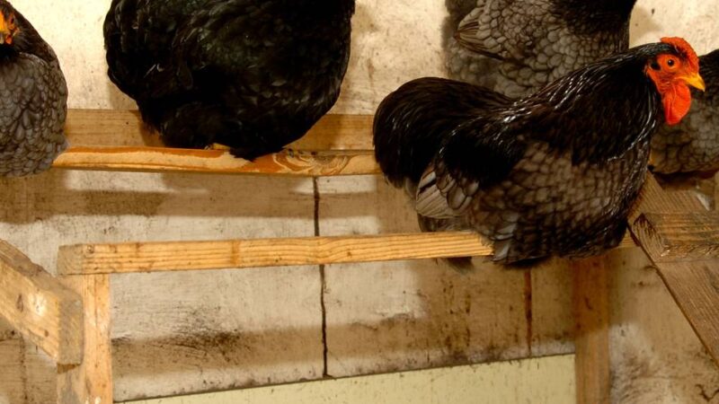 Geflügelpest: „Schwerwiegende Symptome“ – Puten in Betrieb in Kranenburg getötet