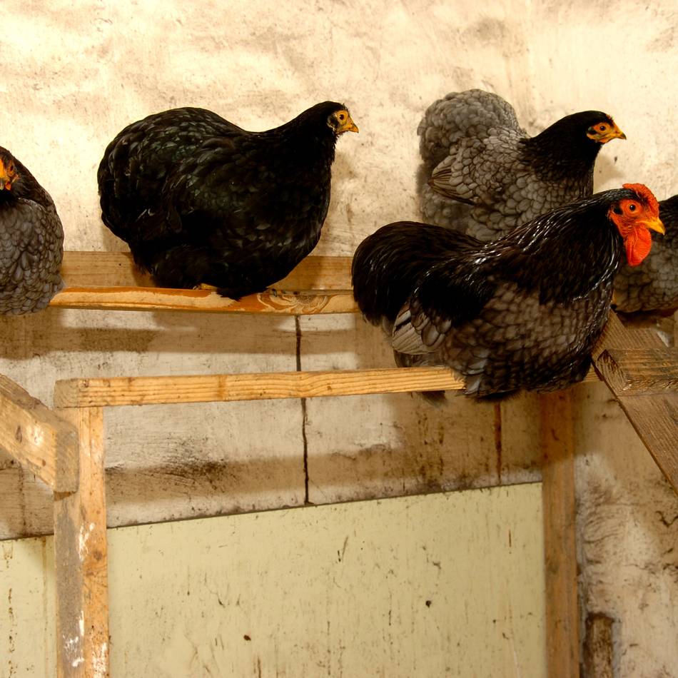 Geflügelpest: „Schwerwiegende Symptome“ – Puten in Betrieb in Kranenburg getötet