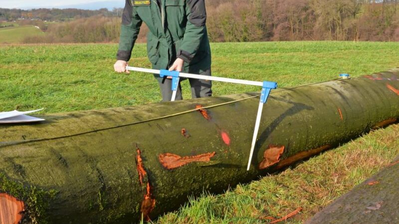 Förster Volker Steinhage unterstützt die privaten Waldbesitzer bei der Auswahl hiebreifer Baumstämme und beim Holzverkauf: Im Winter ist die Zeit der Holzernte gekommen